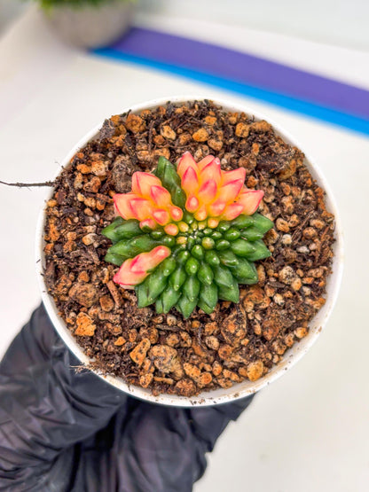 Starter Plants!! Gymnocalycium Inermis Cristata | (gy10) (r4)