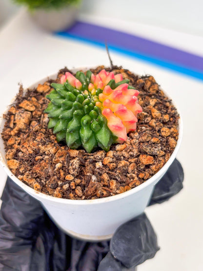 Starter Plants!! Gymnocalycium Inermis Cristata | (gy10) (r4)