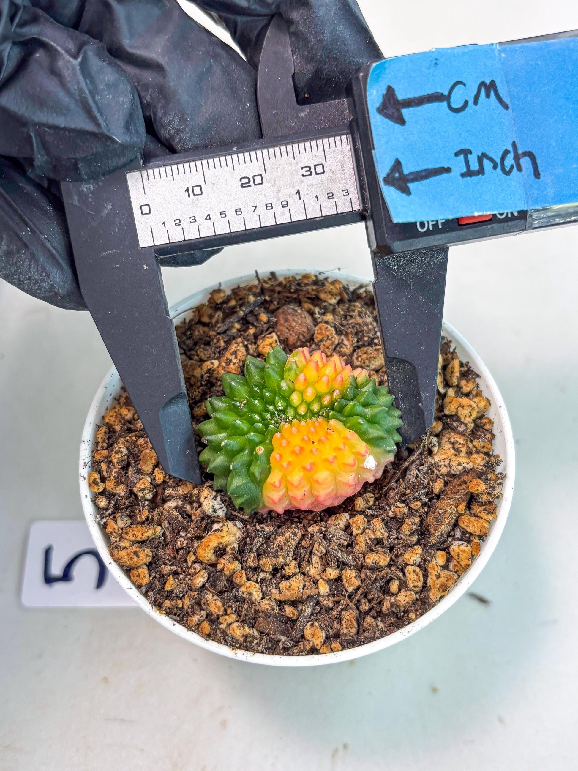 Starter Plants!! Gymnocalycium Inermis Cristata | (gy10) (r5)