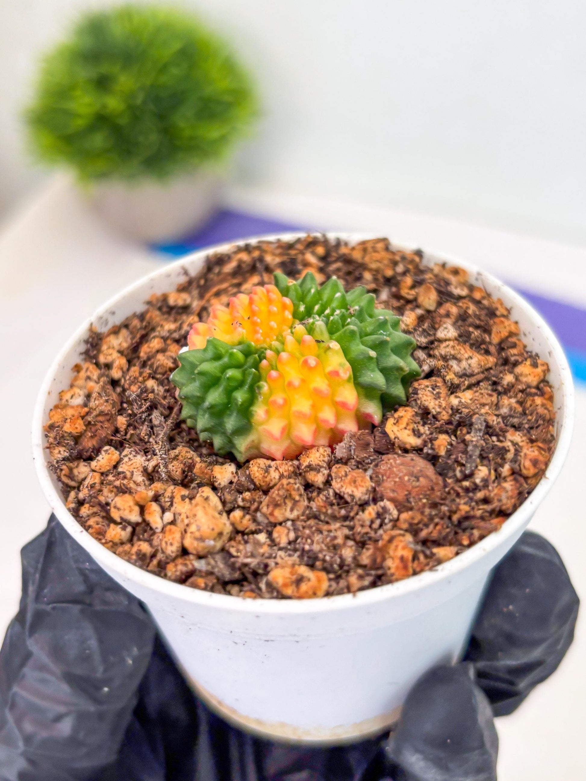 Starter Plants!! Gymnocalycium Inermis Cristata | (gy10) (r5)
