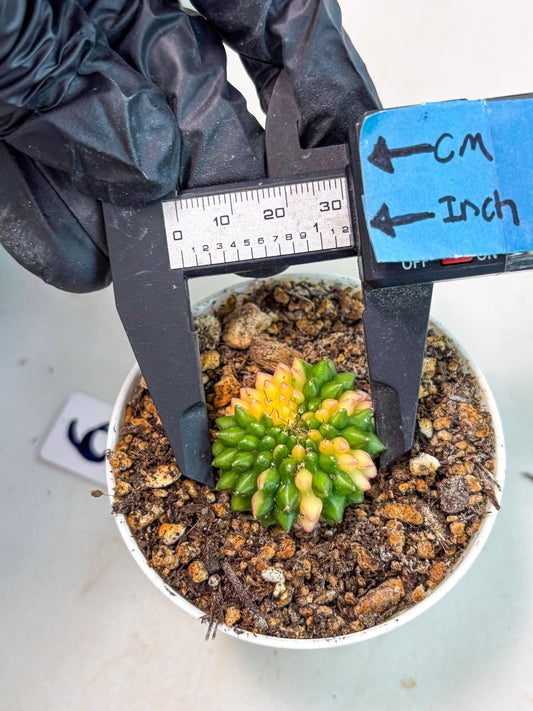 Starter Plants!! Gymnocalycium Inermis Cristata | (gy10) (r6)