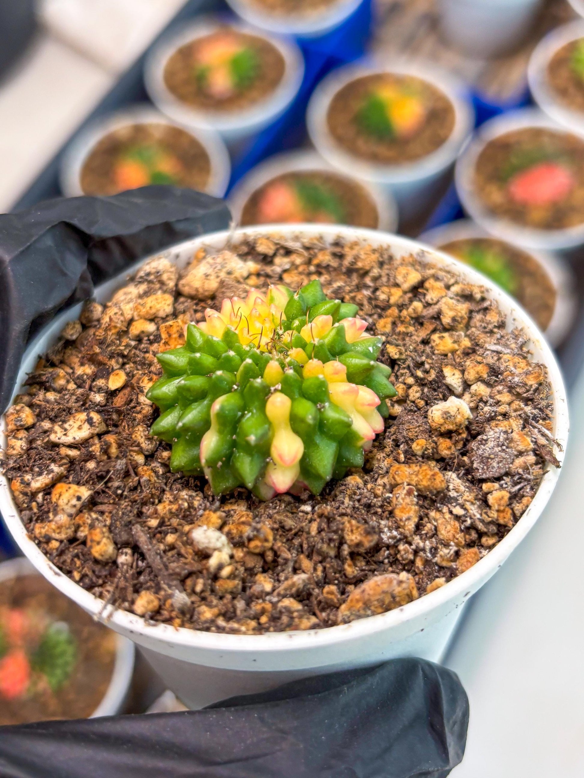 Starter Plants!! Gymnocalycium Inermis Cristata | (gy10) (r6)