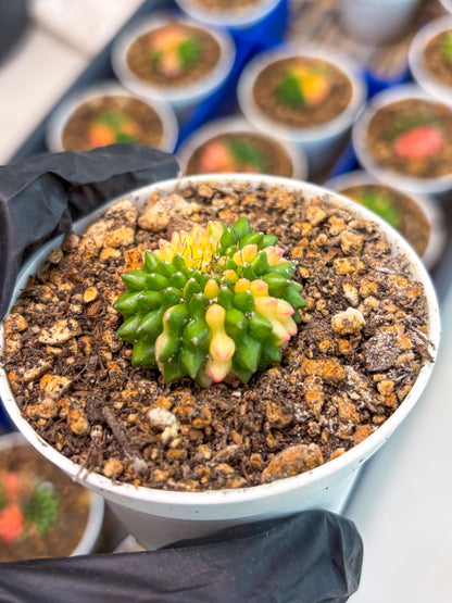 Starter Plants!! Gymnocalycium Inermis Cristata | (gy10) (r6)