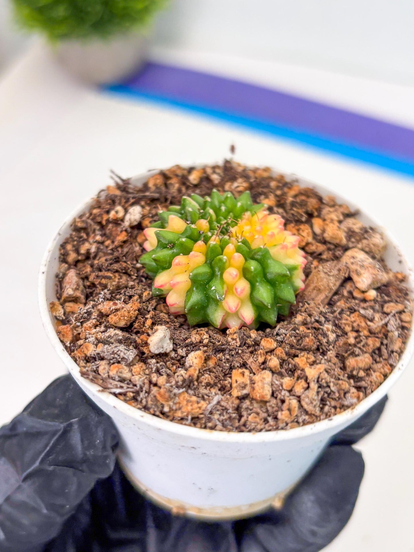 Starter Plants!! Gymnocalycium Inermis Cristata | (gy10) (r6)