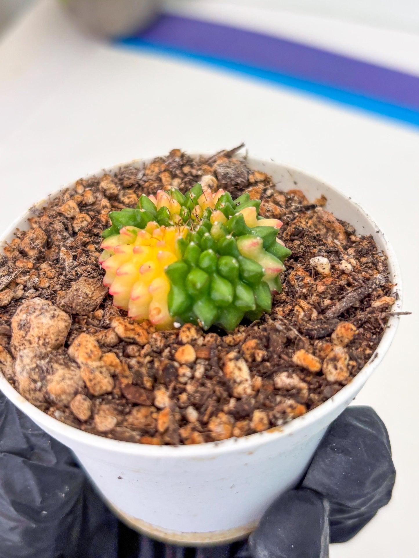 Starter Plants!! Gymnocalycium Inermis Cristata | (gy10) (r6)