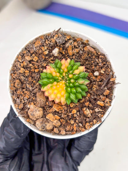 Starter Plants!! Gymnocalycium Inermis Cristata | (gy10) (r6)
