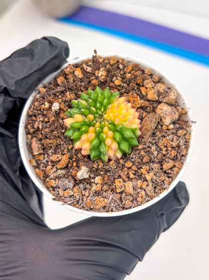 Starter Plants!! Gymnocalycium Inermis Cristata | (gy10) (r6)