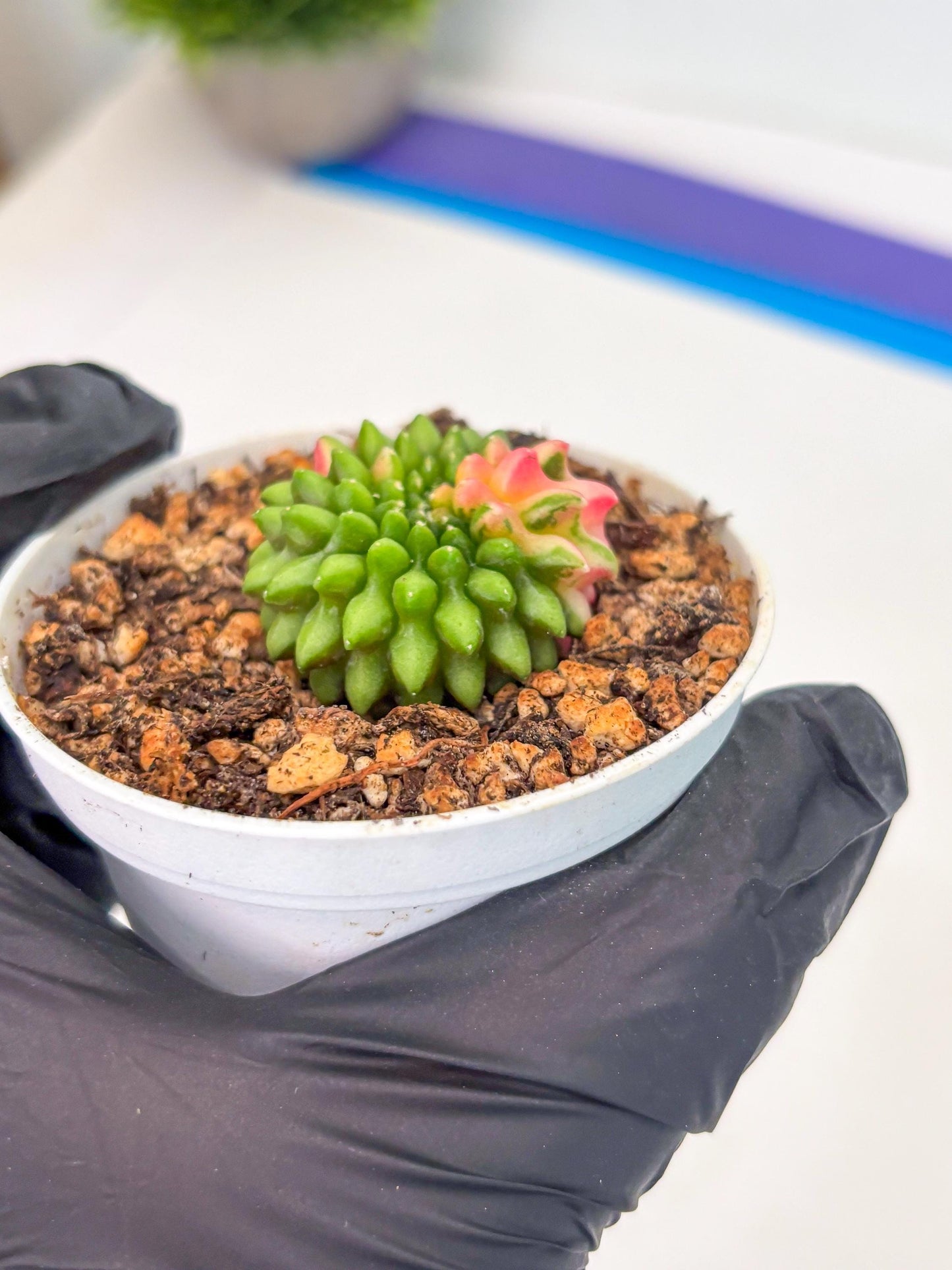 Starter Plants!! Gymnocalycium Inermis Cristata | (gy10) (r7)