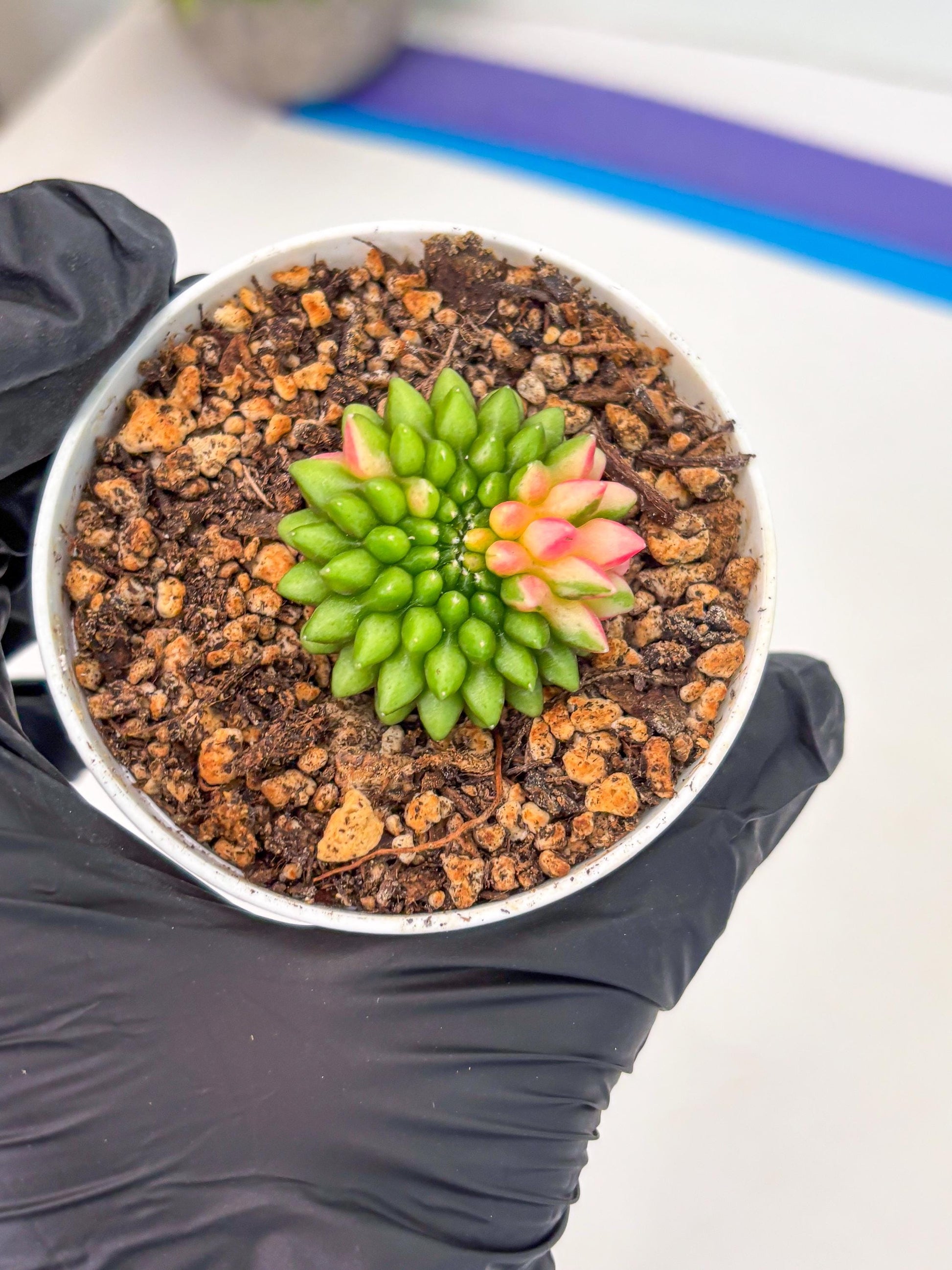 Starter Plants!! Gymnocalycium Inermis Cristata | (gy10) (r7)