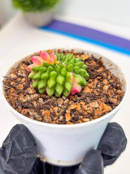 Starter Plants!! Gymnocalycium Inermis Cristata | (gy10) (r7)