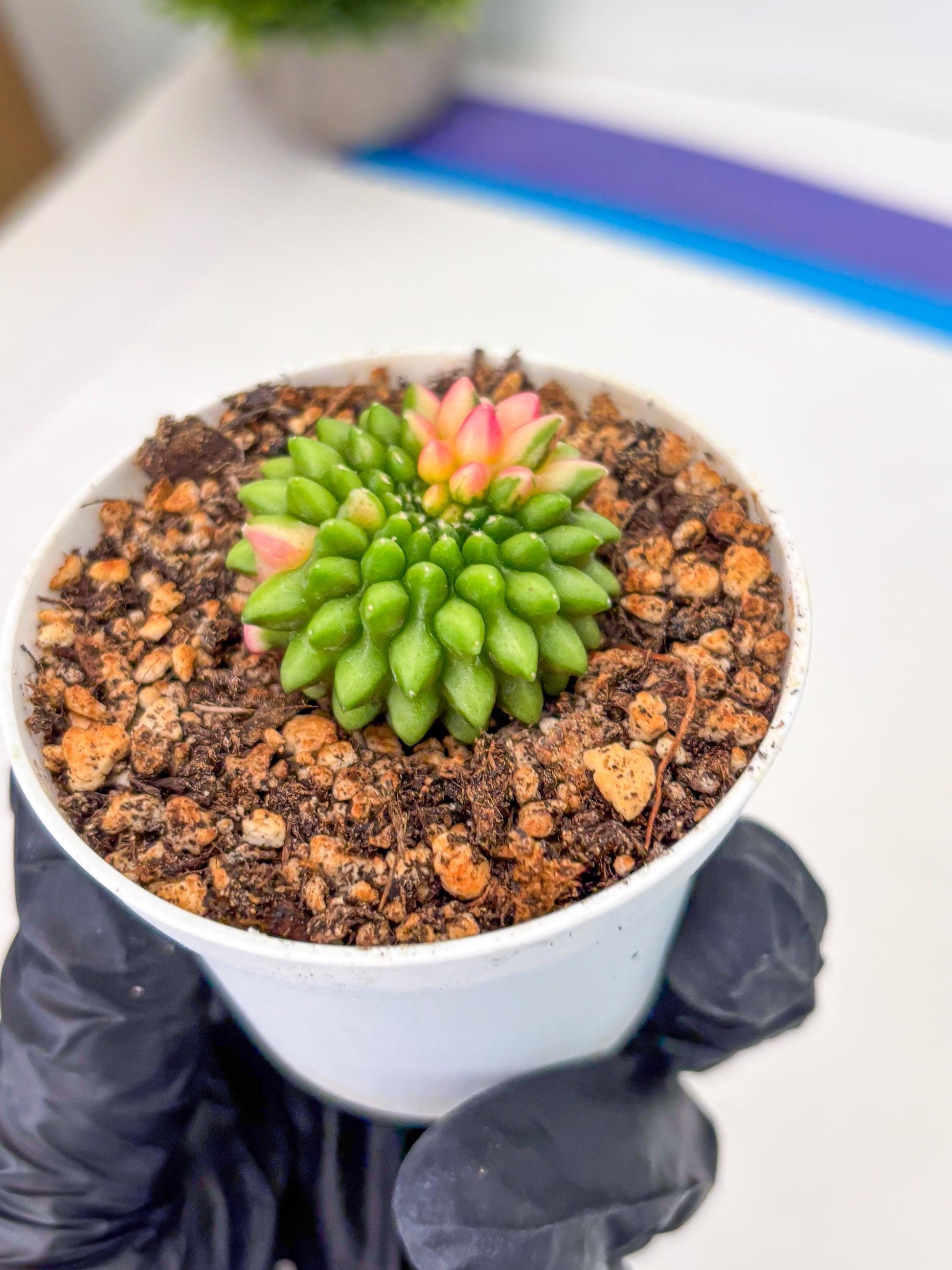 Starter Plants!! Gymnocalycium Inermis Cristata | (gy10) (r7)