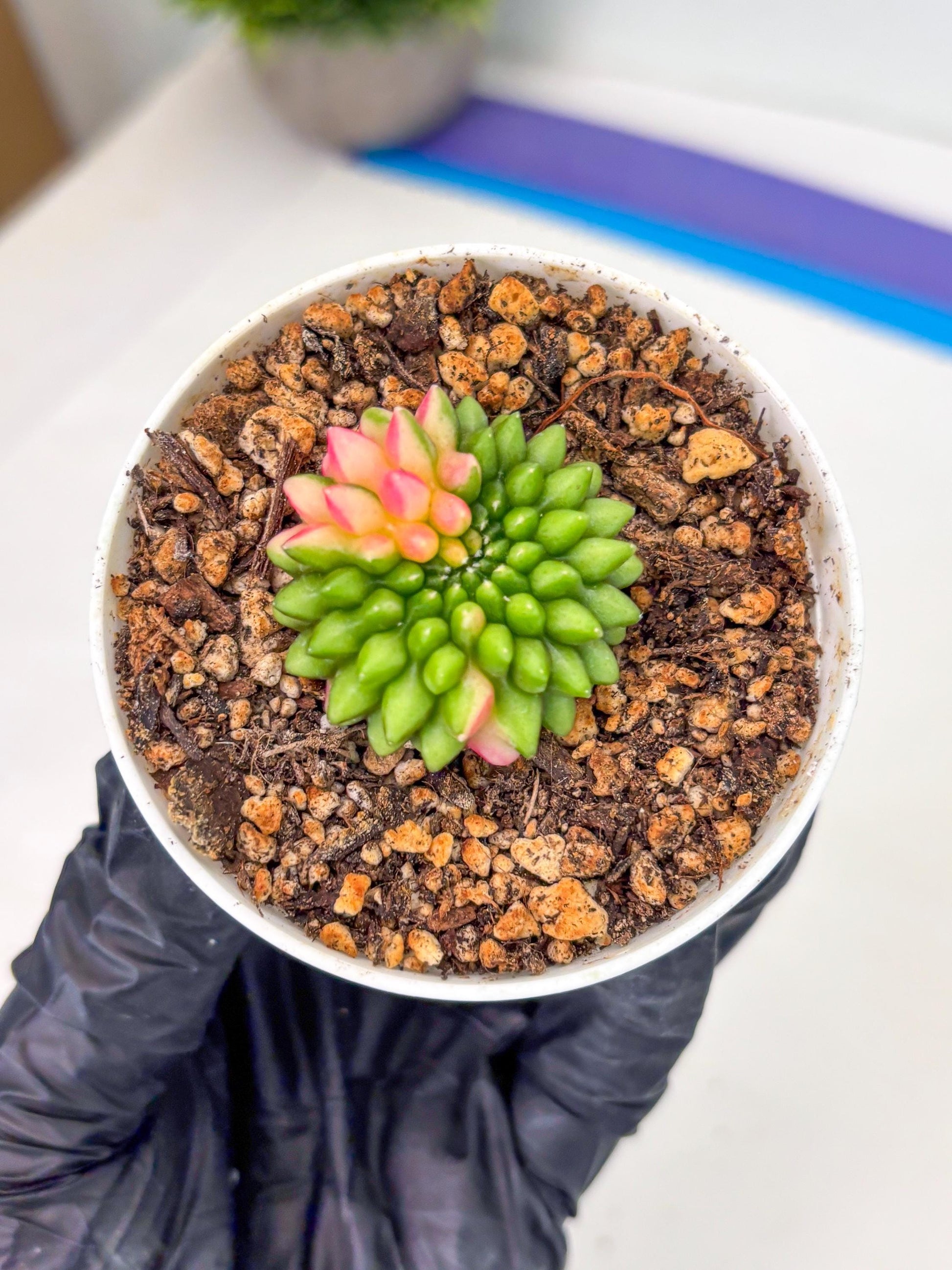 Starter Plants!! Gymnocalycium Inermis Cristata | (gy10) (r7)