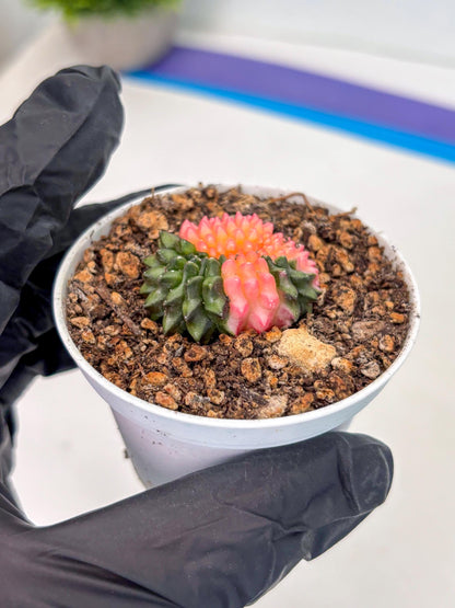 Starter Plants!! Gymnocalycium Inermis Cristata | (gy10) (g1)