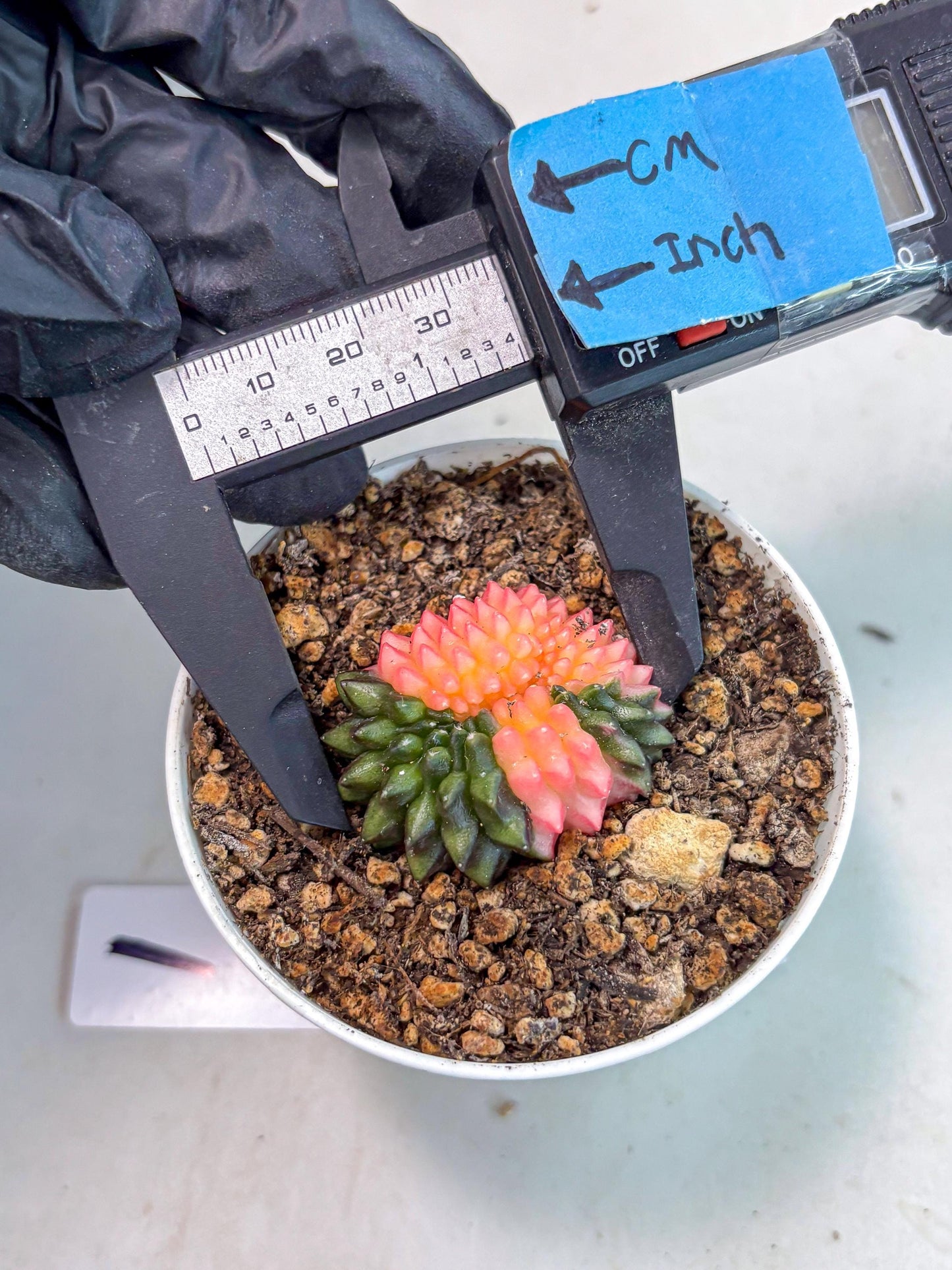 Starter Plants!! Gymnocalycium Inermis Cristata | (gy10) (g1)