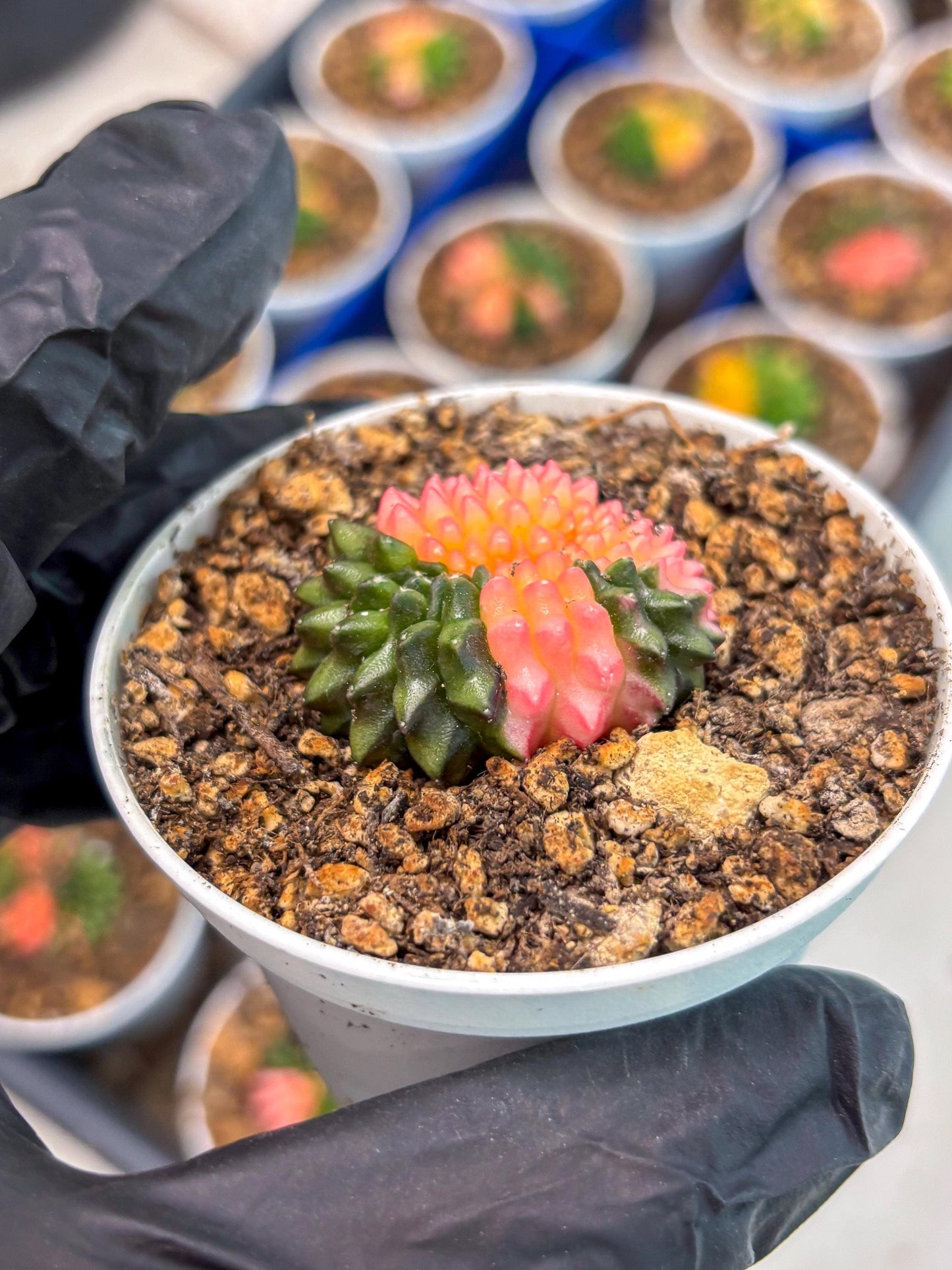 Starter Plants!! Gymnocalycium Inermis Cristata | (gy10) (g1)