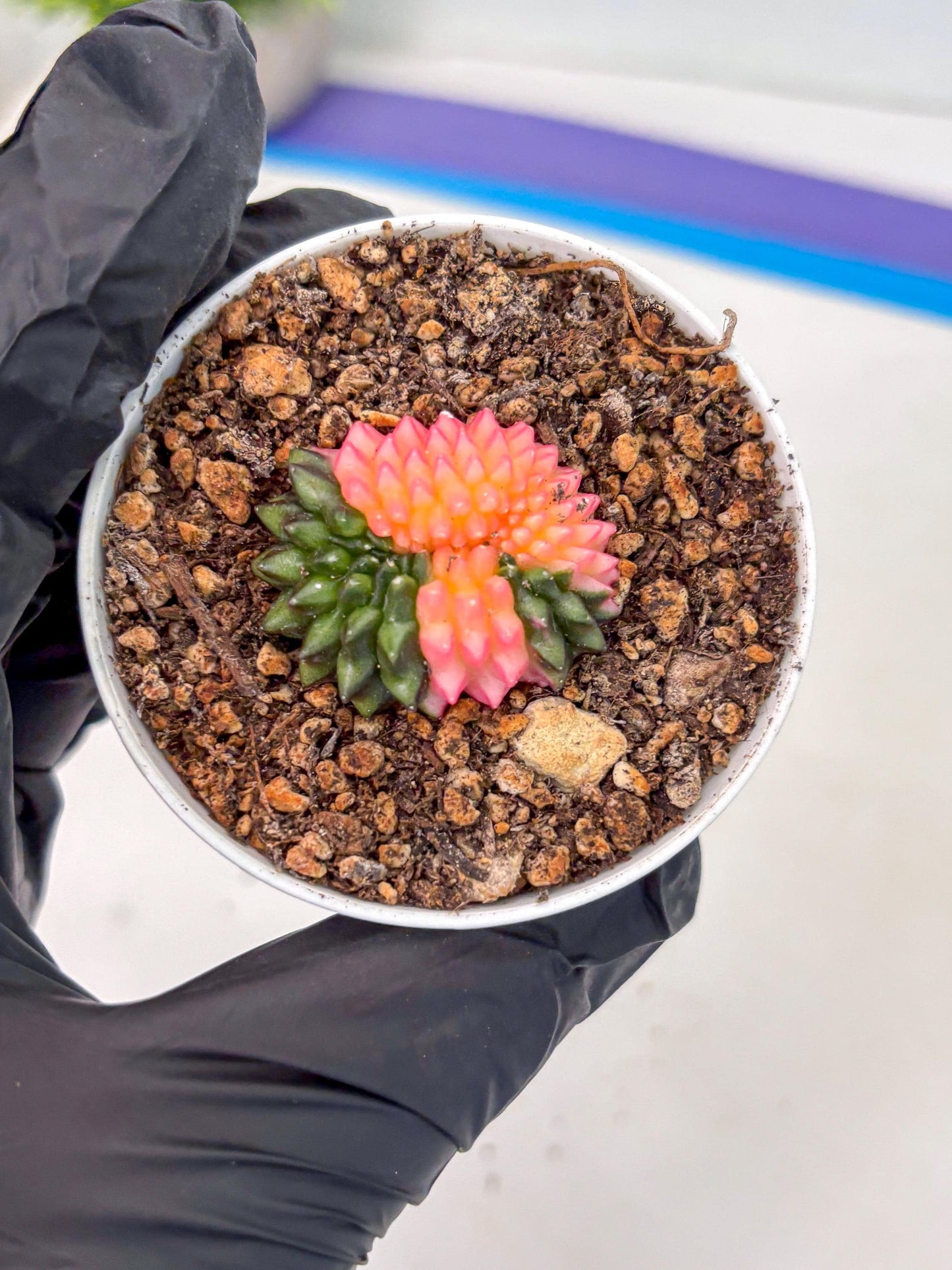 Starter Plants!! Gymnocalycium Inermis Cristata | (gy10) (g1)