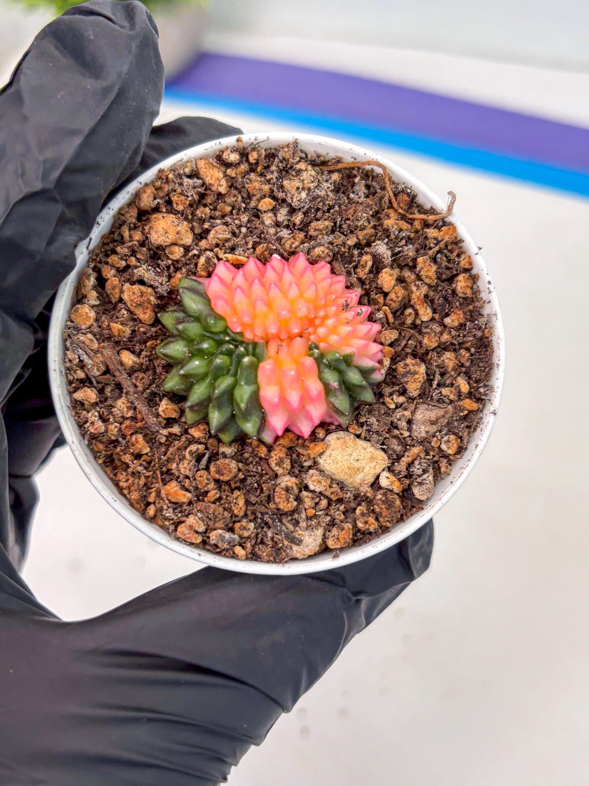 Starter Plants!! Gymnocalycium Inermis Cristata | (gy10) (g1)