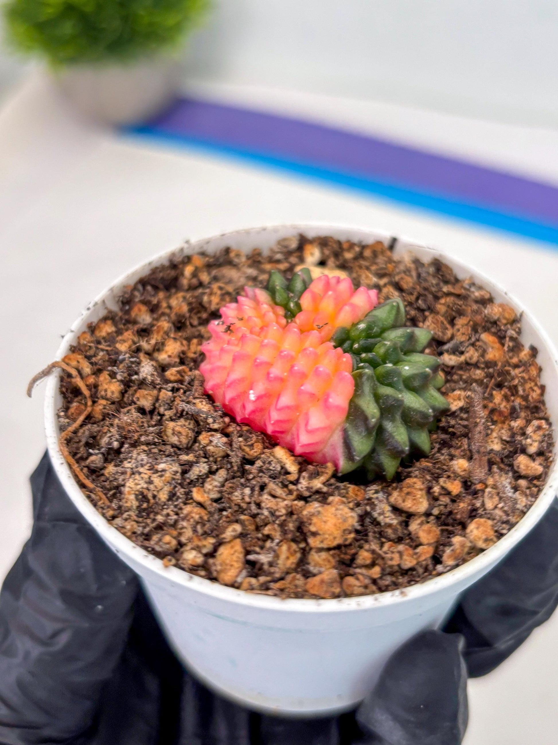 Starter Plants!! Gymnocalycium Inermis Cristata | (gy10) (g1)