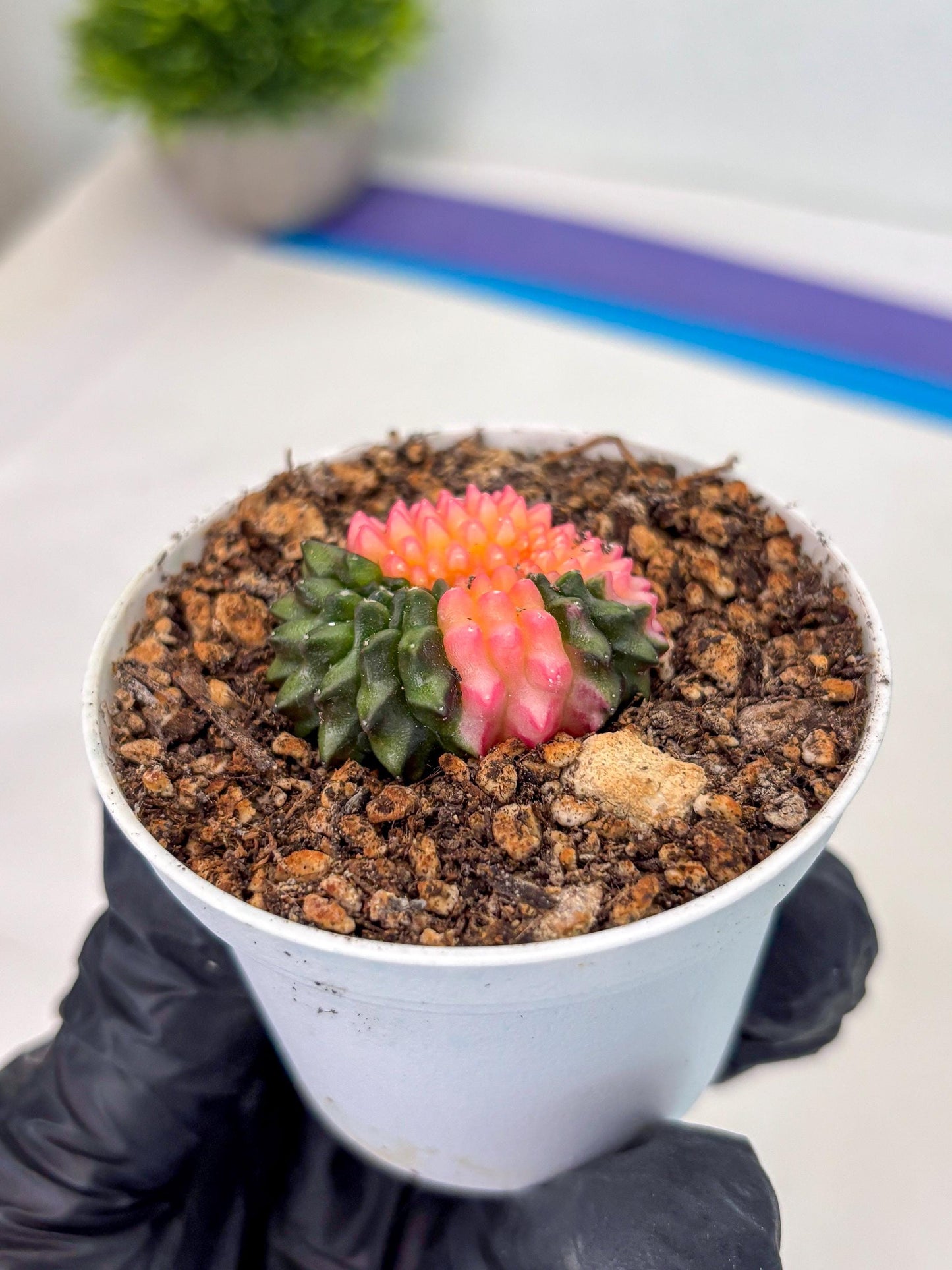Starter Plants!! Gymnocalycium Inermis Cristata | (gy10) (g1)