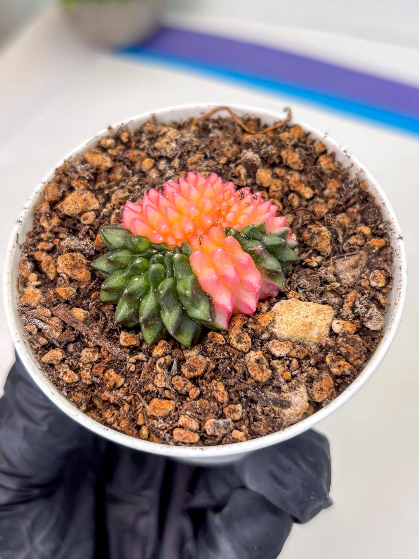 Starter Plants!! Gymnocalycium Inermis Cristata | (gy10) (g1)