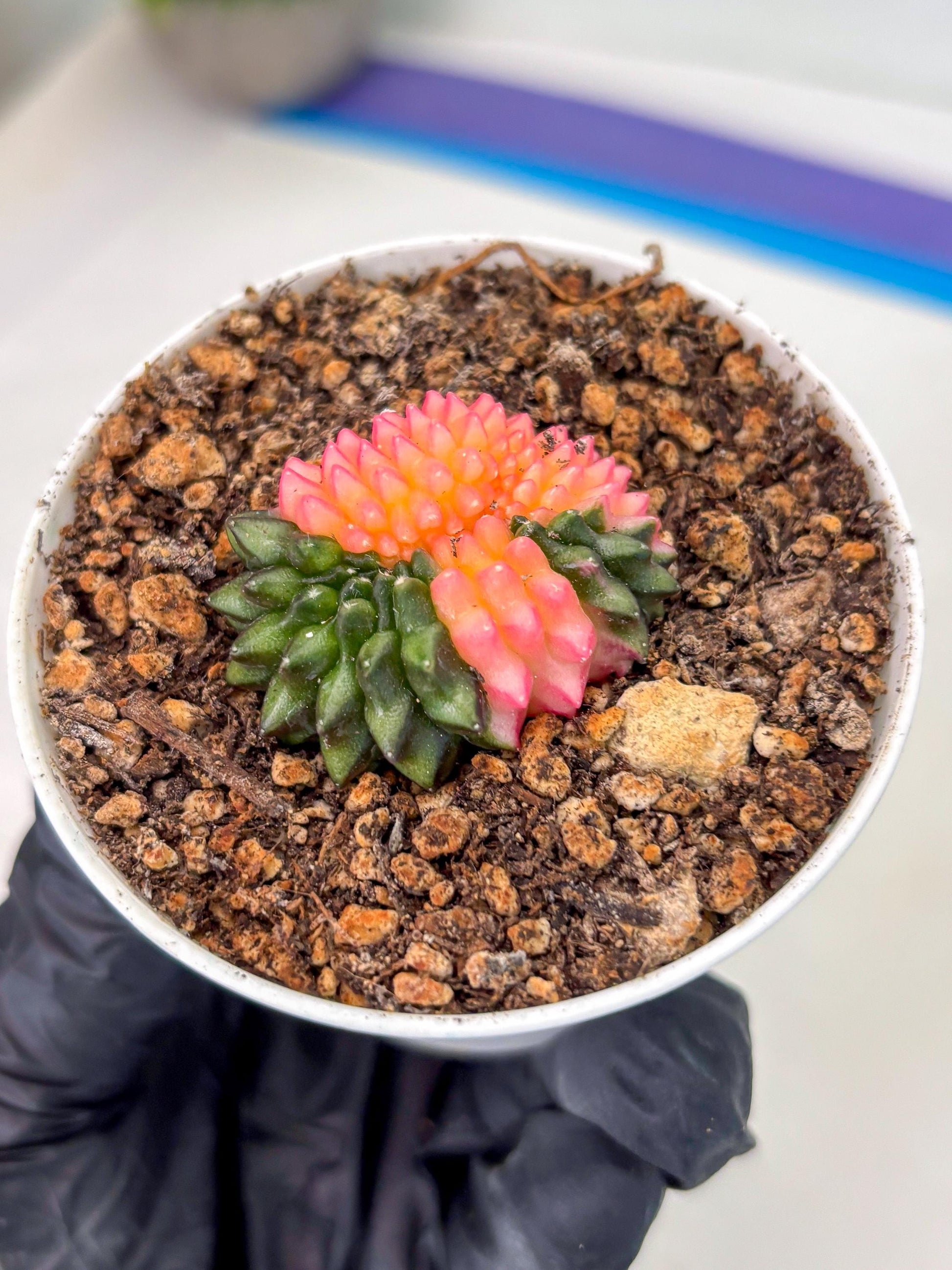 Starter Plants!! Gymnocalycium Inermis Cristata | (gy10) (g1)