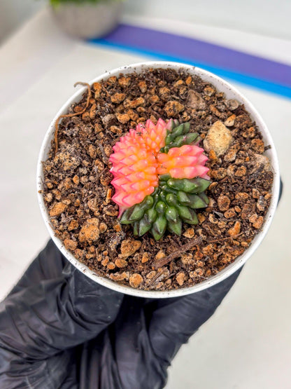 Starter Plants!! Gymnocalycium Inermis Cristata | (gy10) (g1)
