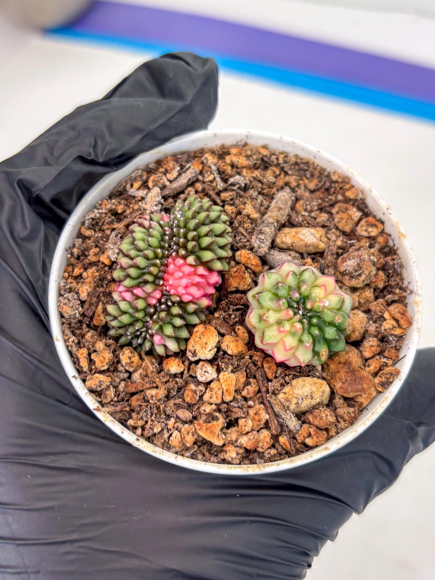 Starter Plants!! Gymnocalycium Inermis Cristata | (gy10) (g2)