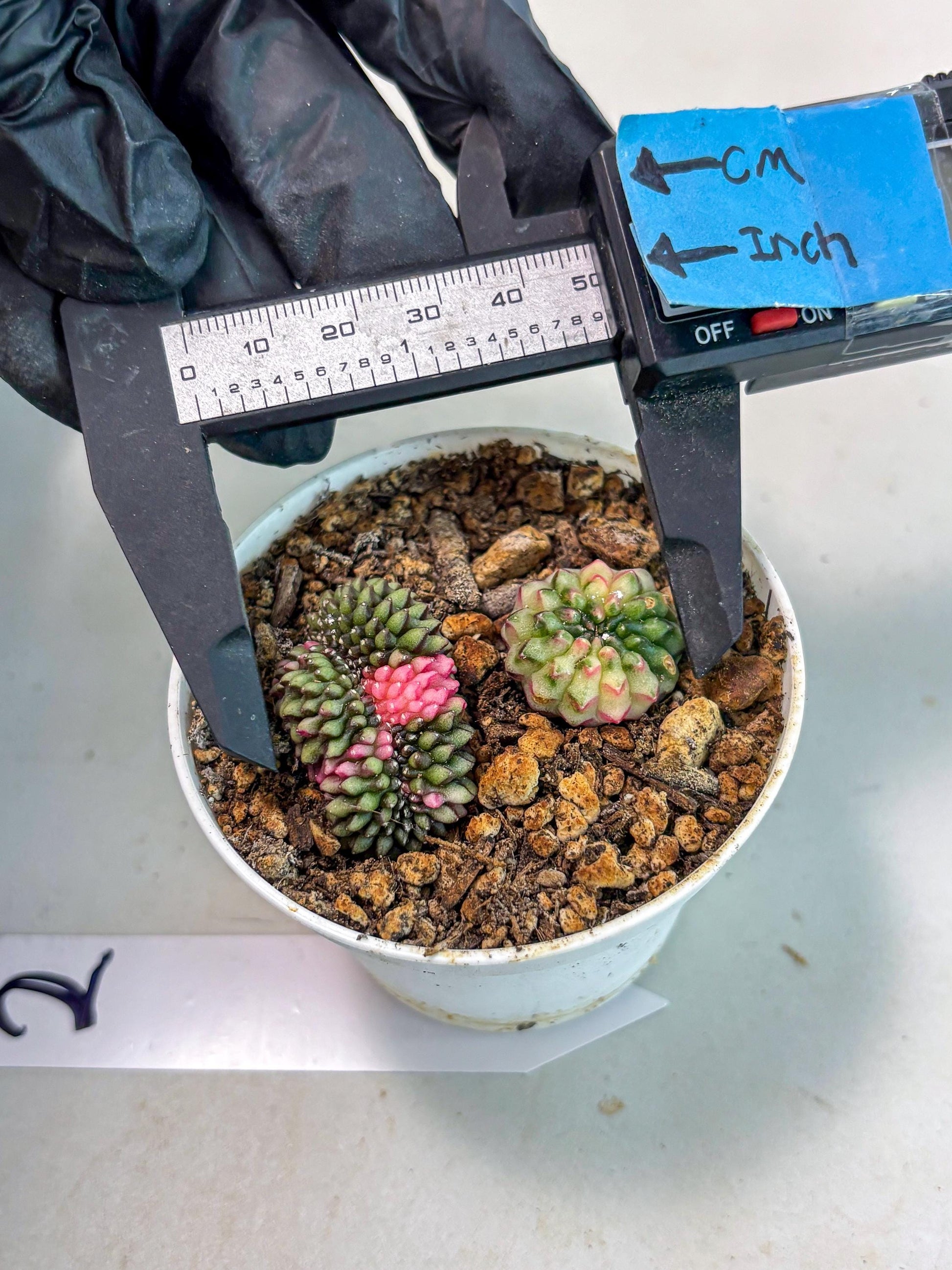 Starter Plants!! Gymnocalycium Inermis Cristata | (gy10) (g2)