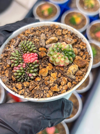 Starter Plants!! Gymnocalycium Inermis Cristata | (gy10) (g2)