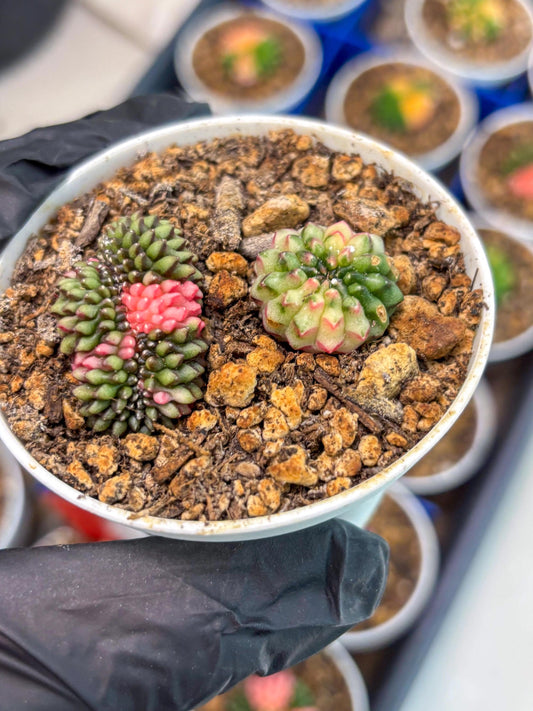 Starter Plants!! Gymnocalycium Inermis Cristata | (gy10) (g2)