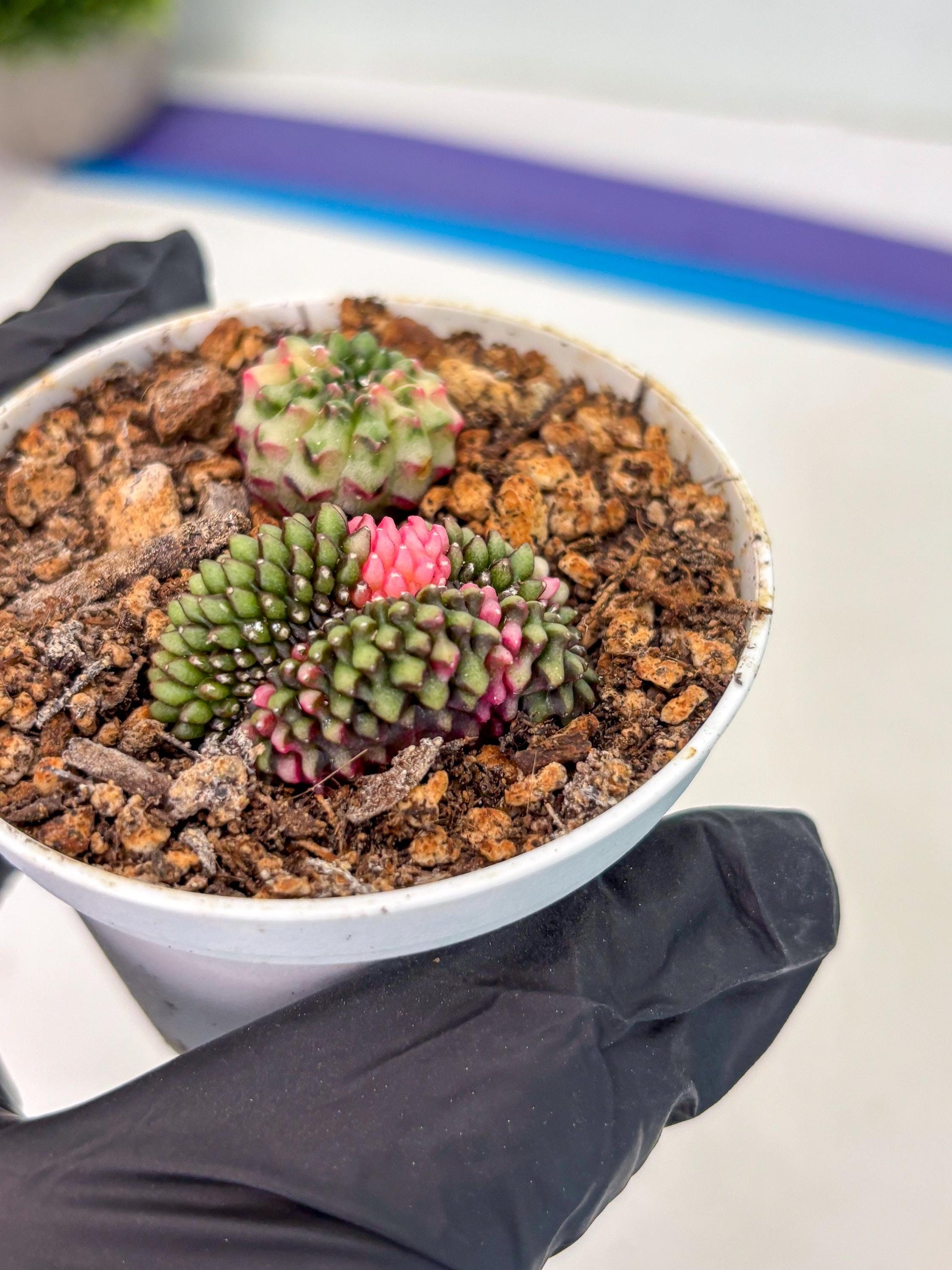 Starter Plants!! Gymnocalycium Inermis Cristata | (gy10) (g2)
