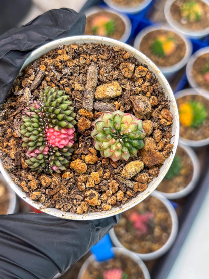 Starter Plants!! Gymnocalycium Inermis Cristata | (gy10) (g2)