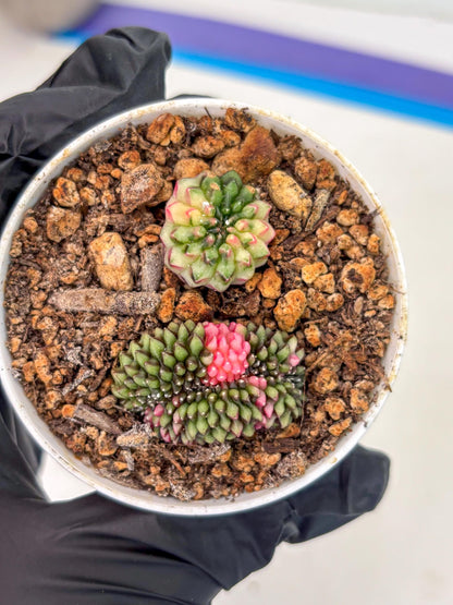 Starter Plants!! Gymnocalycium Inermis Cristata | (gy10) (g2)