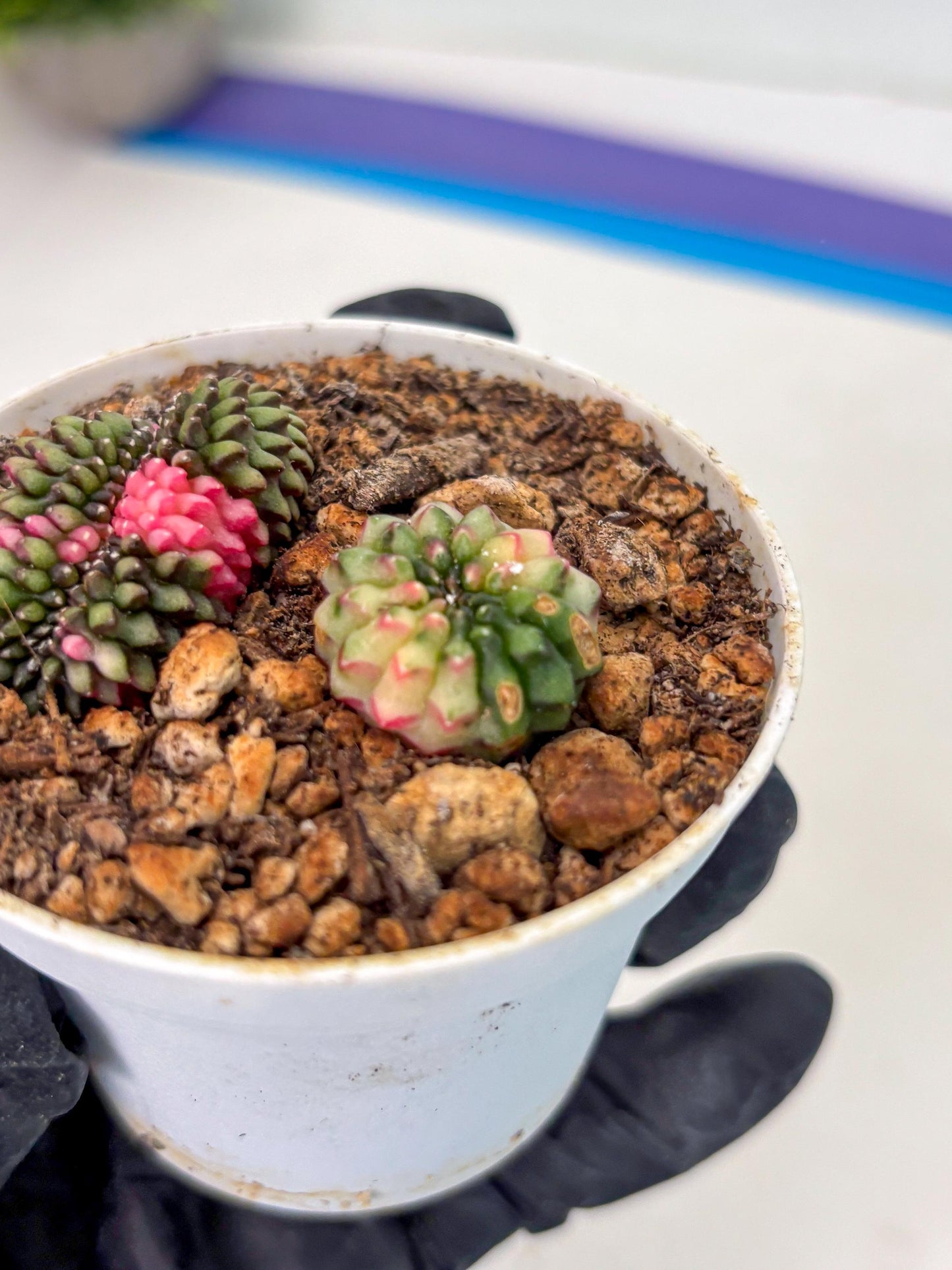 Starter Plants!! Gymnocalycium Inermis Cristata | (gy10) (g2)