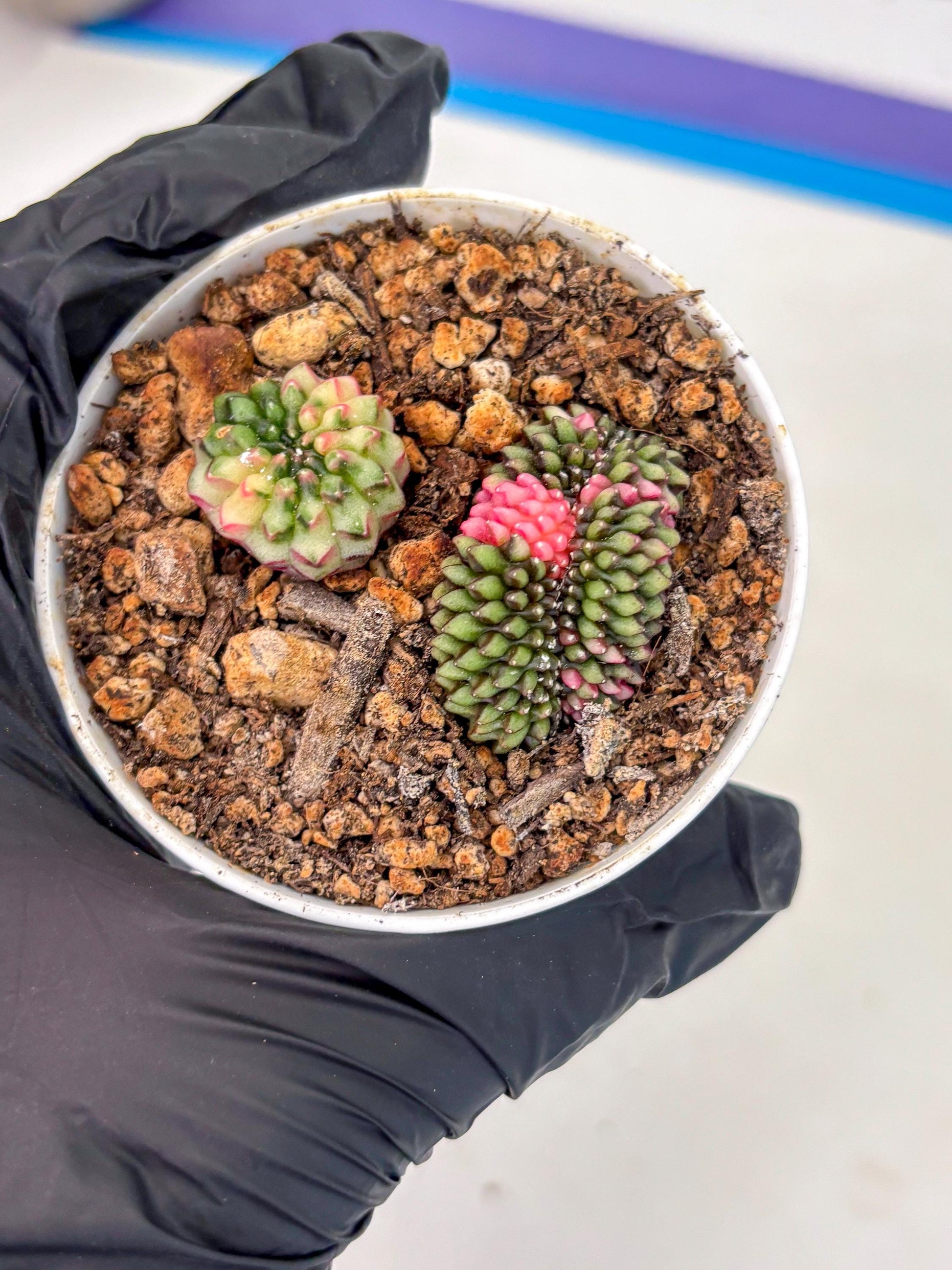 Starter Plants!! Gymnocalycium Inermis Cristata | (gy10) (g2)