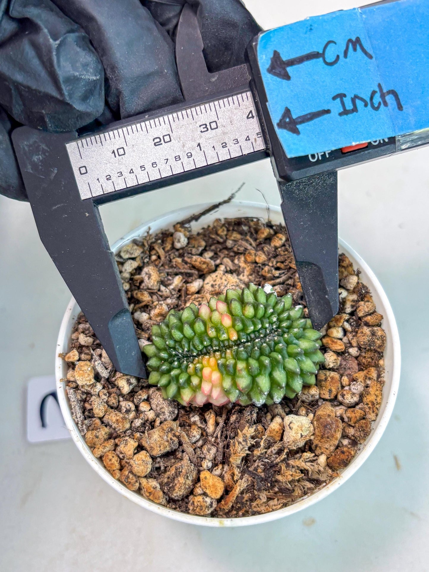 Starter Plants!! Gymnocalycium Inermis Cristata | (gy10) (g3)