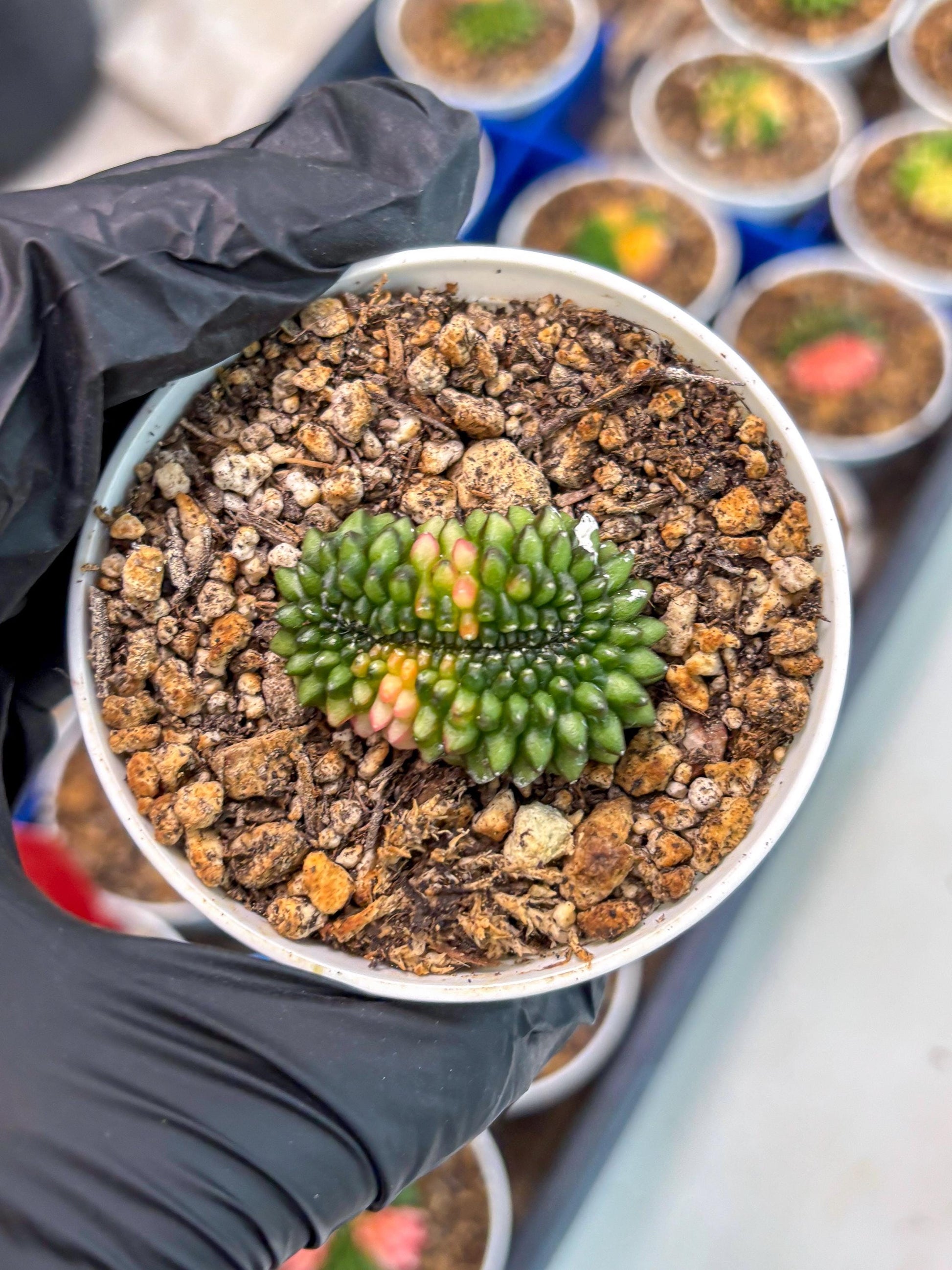 Starter Plants!! Gymnocalycium Inermis Cristata | (gy10) (g3)