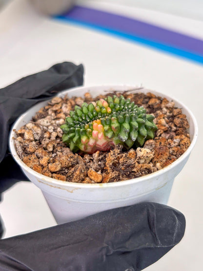 Starter Plants!! Gymnocalycium Inermis Cristata | (gy10) (g3)