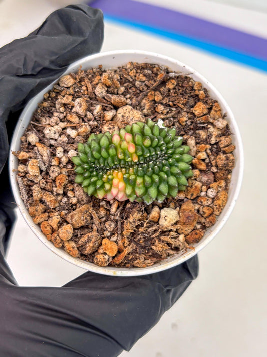 Starter Plants!! Gymnocalycium Inermis Cristata | (gy10) (g3)