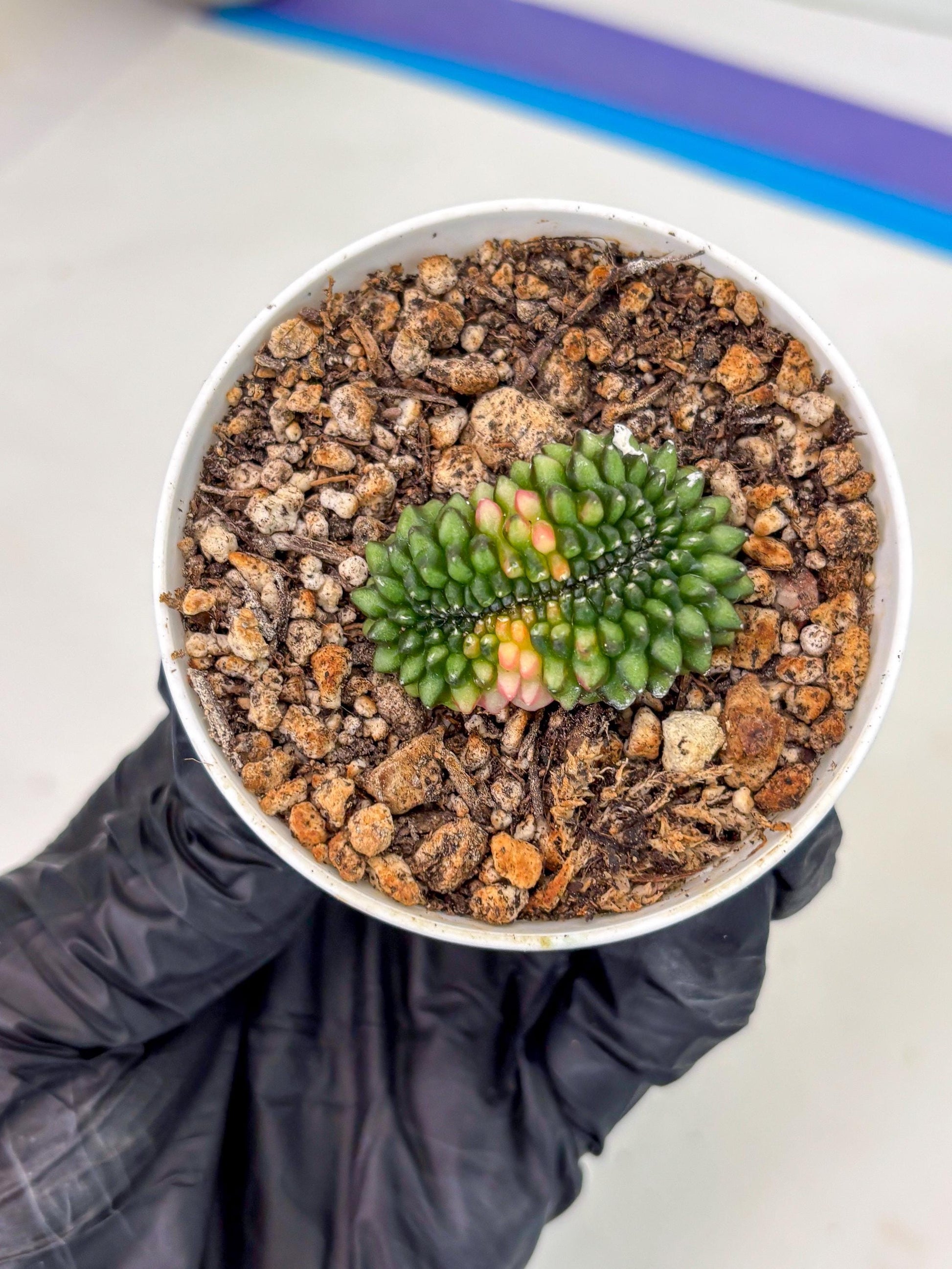 Starter Plants!! Gymnocalycium Inermis Cristata | (gy10) (g3)