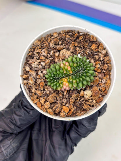 Starter Plants!! Gymnocalycium Inermis Cristata | (gy10) (g3)