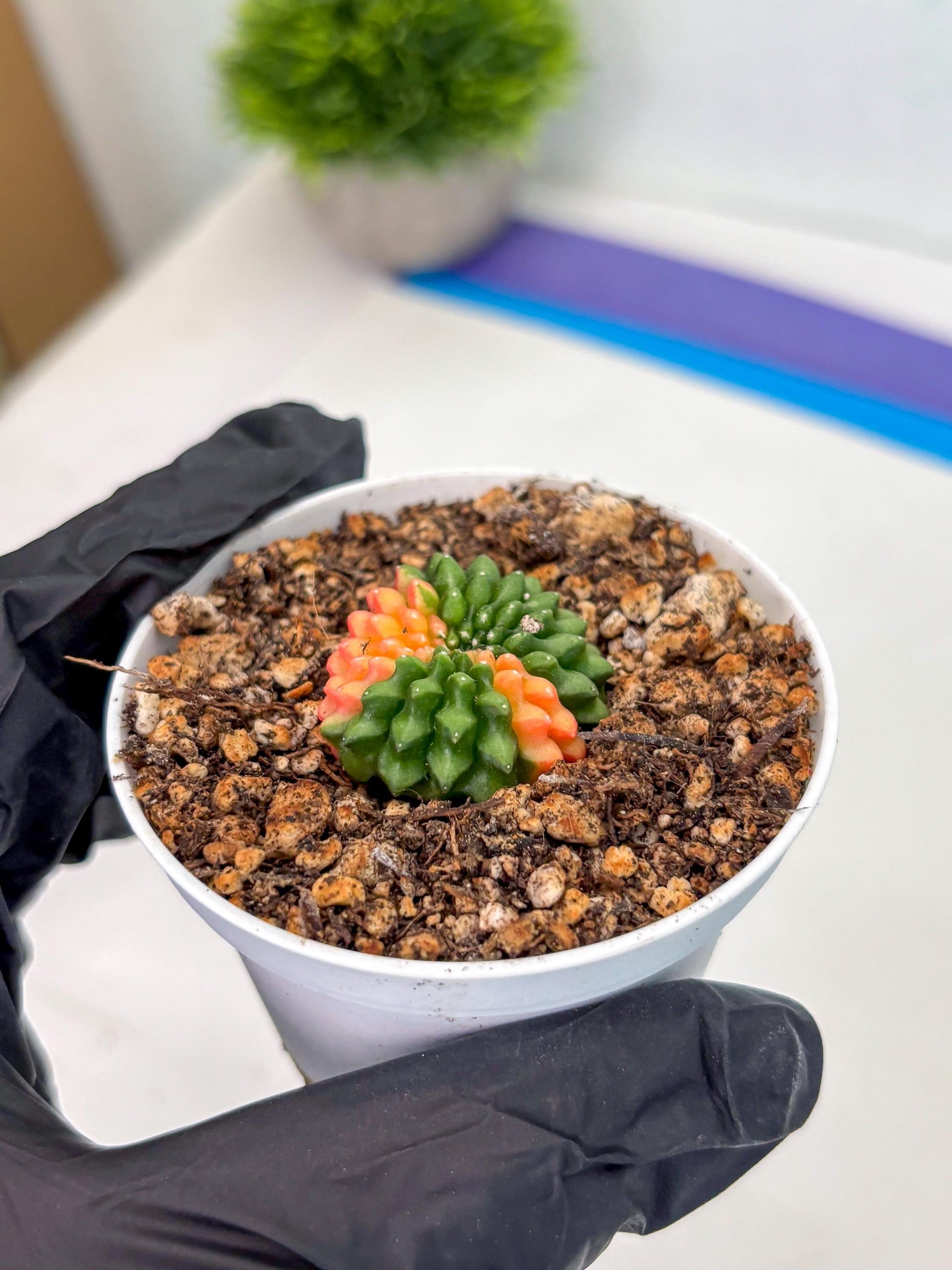 Starter Plants!! Gymnocalycium Inermis Cristata | (gy10) (g4)