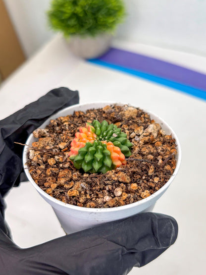 Starter Plants!! Gymnocalycium Inermis Cristata | (gy10) (g4)