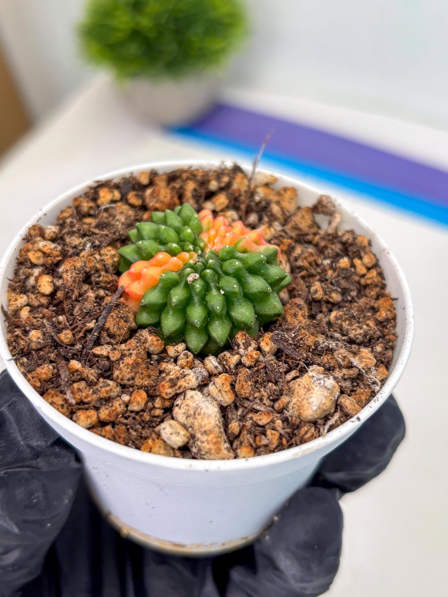 Starter Plants!! Gymnocalycium Inermis Cristata | (gy10) (g4)