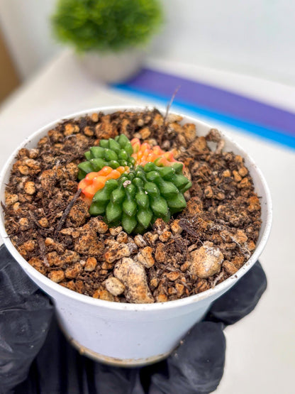 Starter Plants!! Gymnocalycium Inermis Cristata | (gy10) (g4)