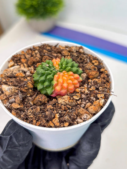 Starter Plants!! Gymnocalycium Inermis Cristata | (gy10) (g4)