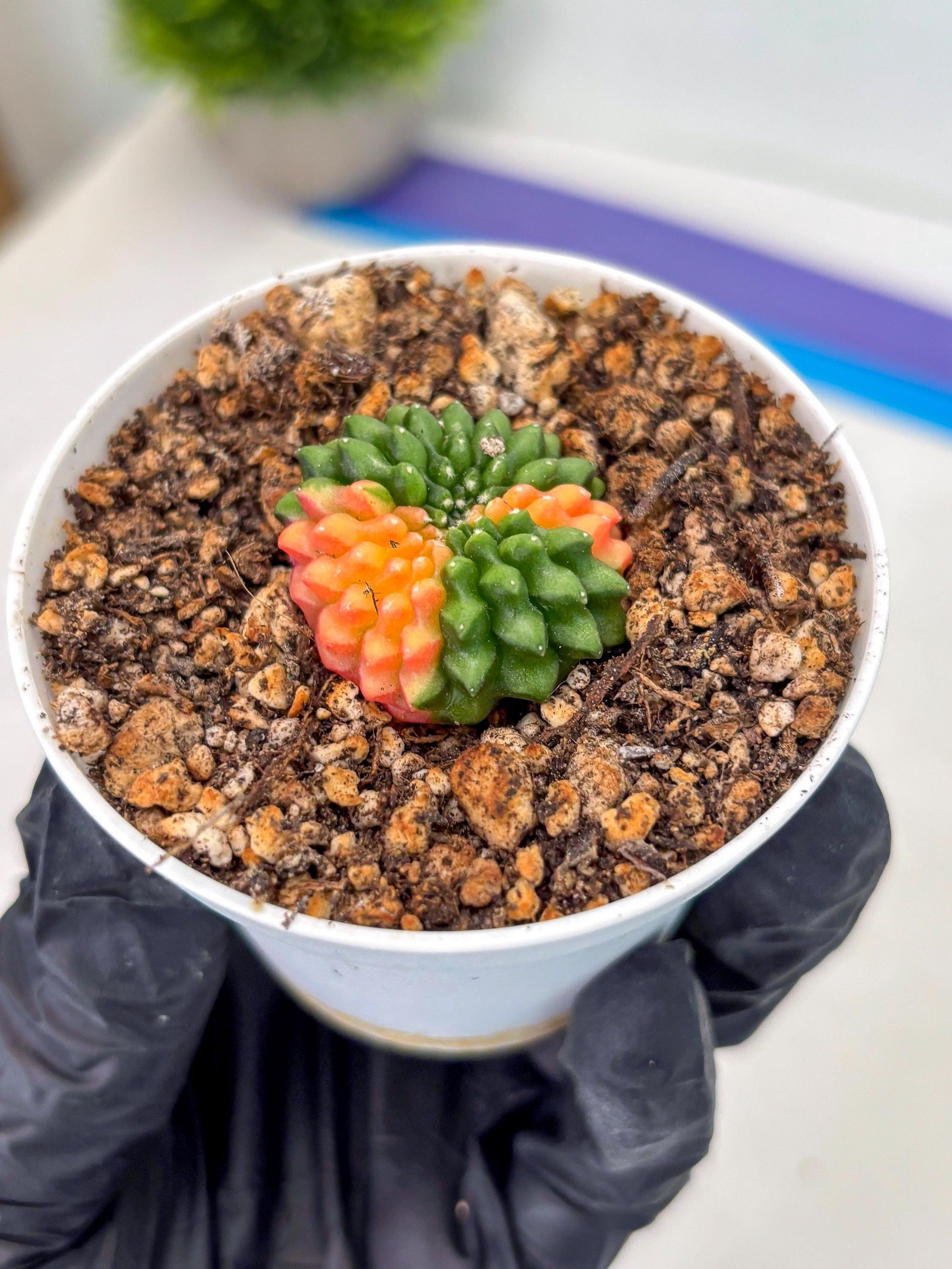 Starter Plants!! Gymnocalycium Inermis Cristata | (gy10) (g4)