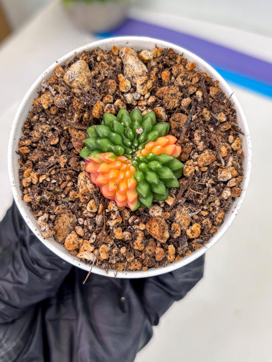 Starter Plants!! Gymnocalycium Inermis Cristata | (gy10) (g4)