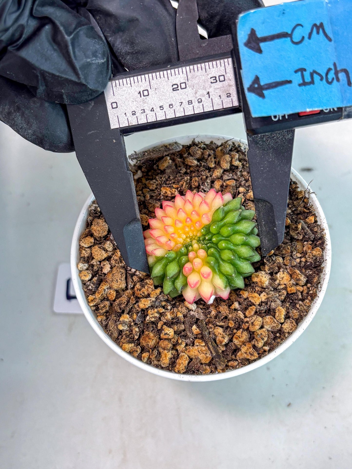 Starter Plants!! Gymnocalycium Inermis Cristata | (gy10) (g5)