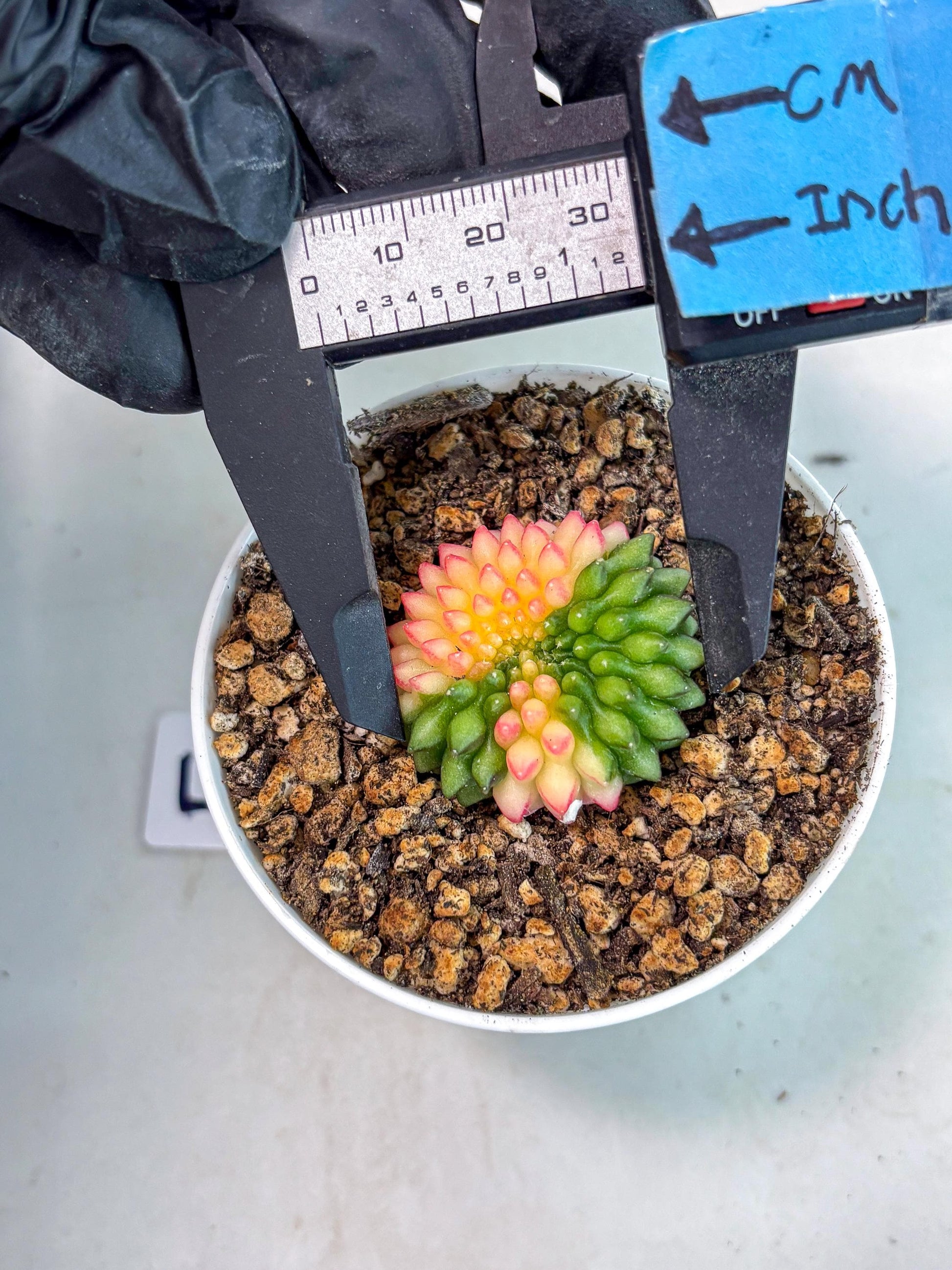Starter Plants!! Gymnocalycium Inermis Cristata | (gy10) (g5)